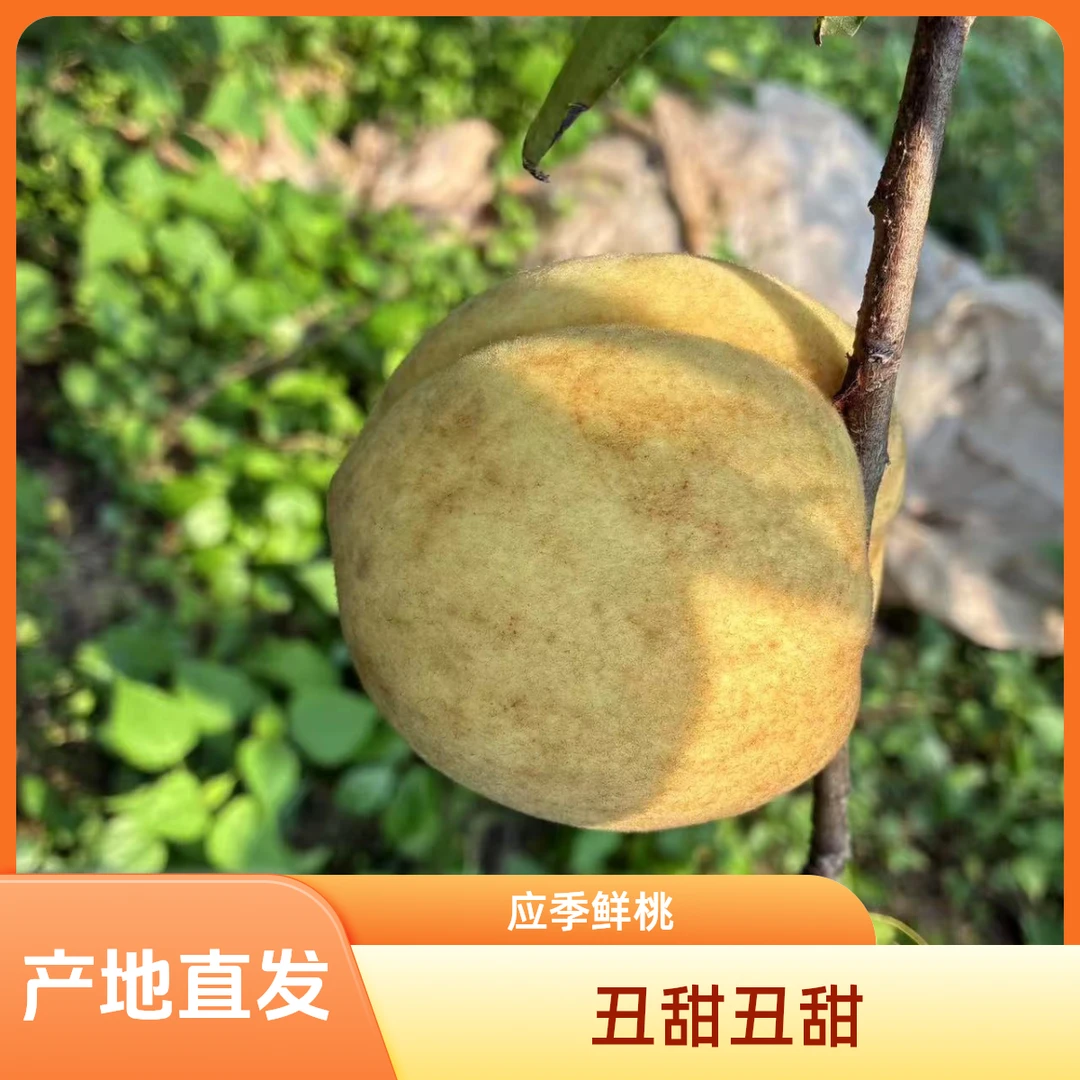 【自产】露天冬桃新鲜现摘5斤应季水果脆甜包邮爆汁香甜
