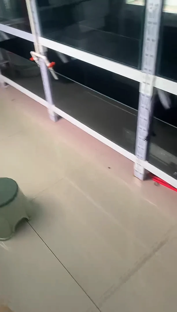 灯科鱼茄*白金黄火蚁