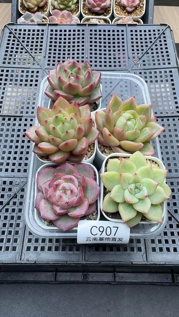 珍妮杂交多肉C907