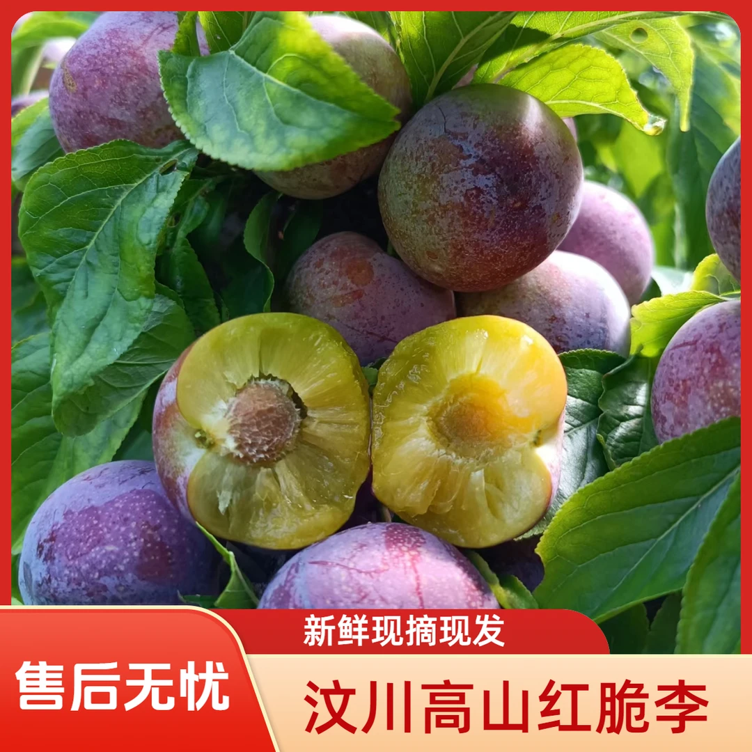 四川汶川高山红脆李脱骨李酸甜脆爽新鲜现摘现发