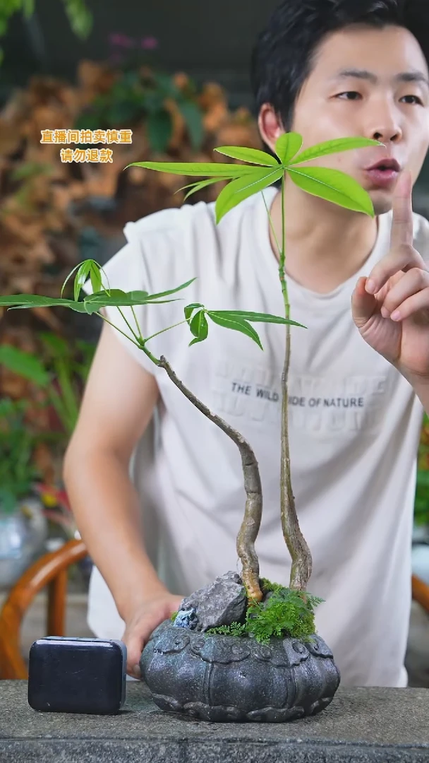 当前无花栽培后可以开花发财树284+