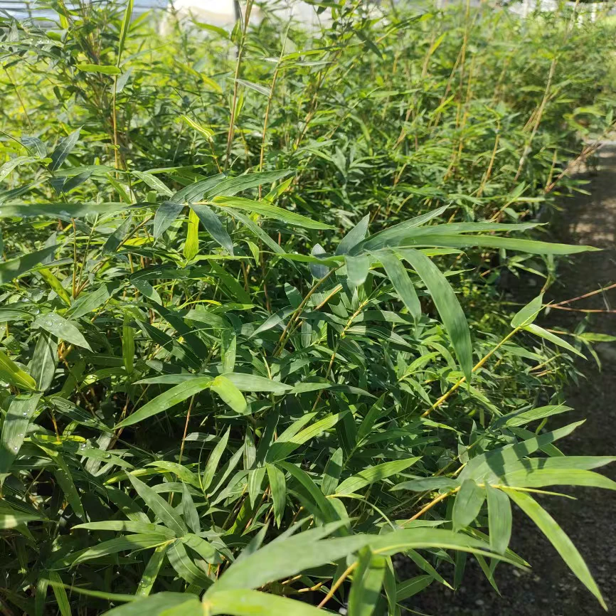 竹子观音竹 一物一拍绿植盆栽 室内外