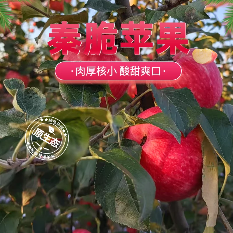 ‌秦脆苹果新鲜采摘品质正宗