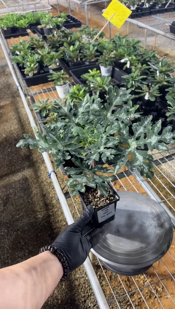 雪花西番莲FC-662