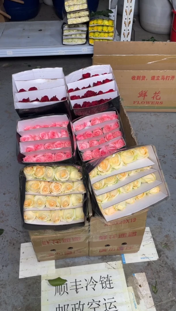 香槟20枝+高原红20枝+戴安娜20枝