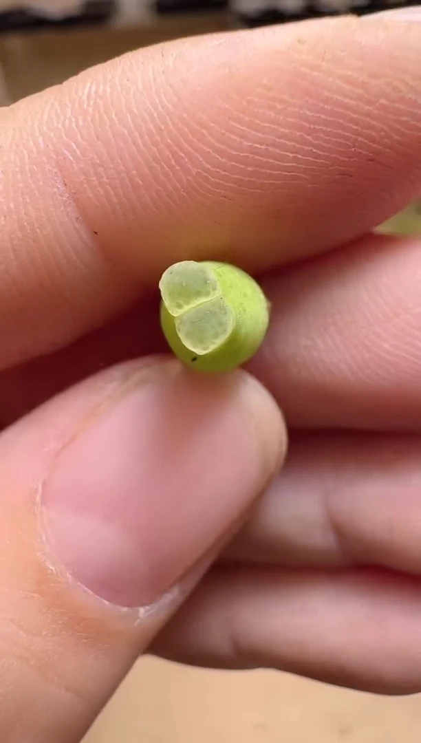 【闪购商品】25-81