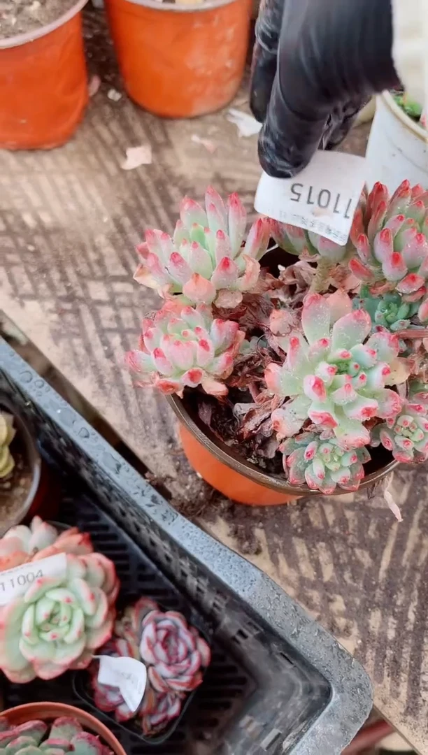 小***宗跃跃精品多肉11015