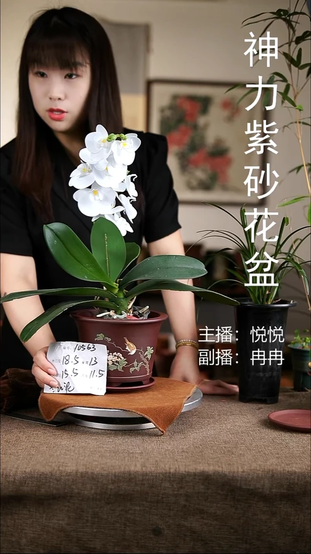 紫砂花盆紫砂花盆10563+z