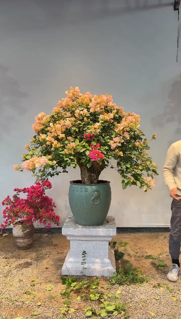 以实际为准橙*?三角梅2