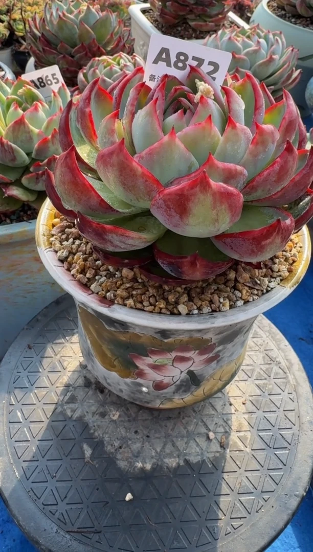 【闪购商品】A872惊鸿仙子（裸根发货）