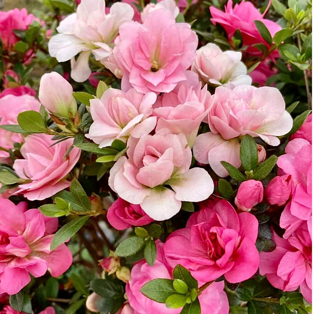 一物一拍皋月杜鹃花鹃之舞多色杜鹃老桩精品杜鹃耐寒耐热繁星盆景