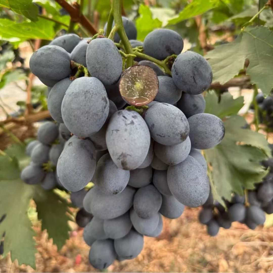 《表妹儿严选》新疆神秘梦境无籽葡萄 皮薄肉嫩 汁水充裕 纯甜新疆维吾尔自治区