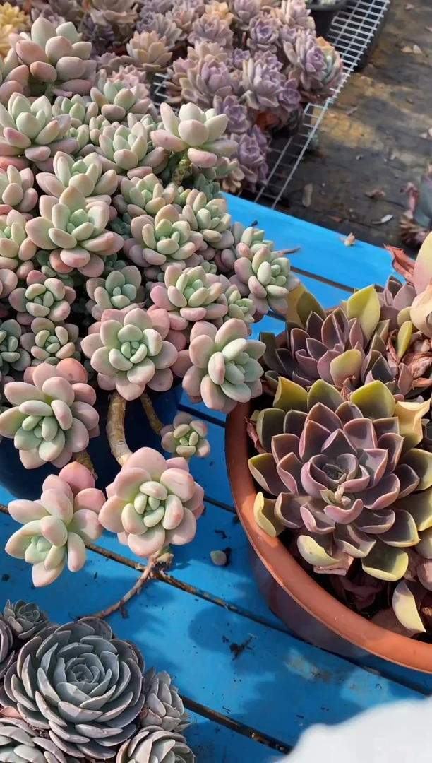 【闪购商品】0418紫气东来