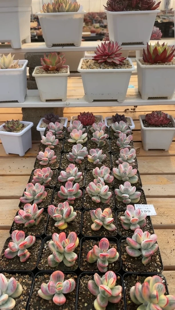 【闪购商品】0314-199乒乓福娘锦70#（量拍）
