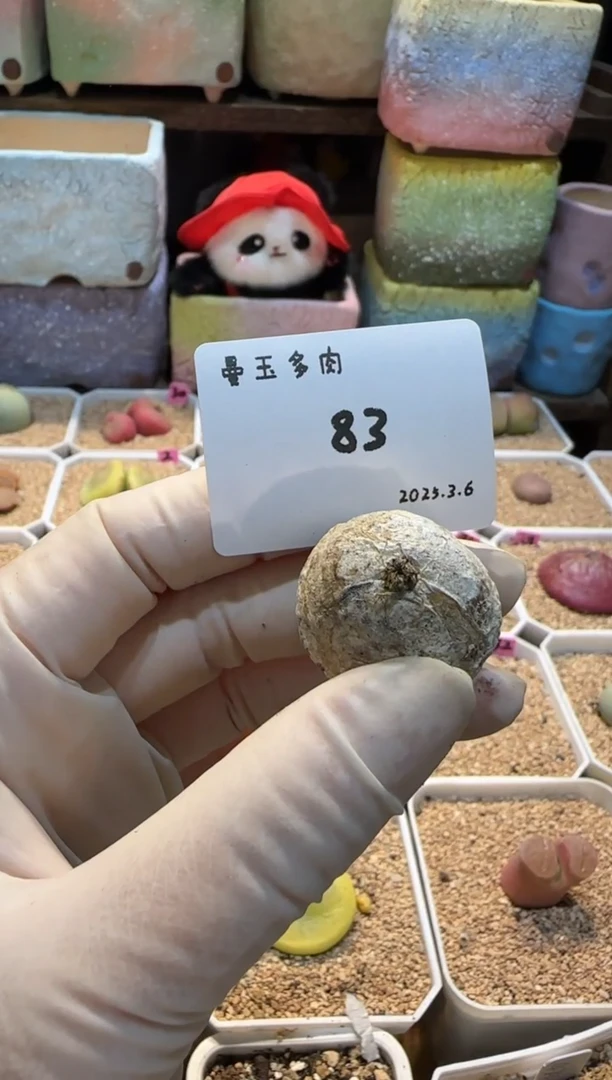 【闪购商品】25.3.6-83bubu