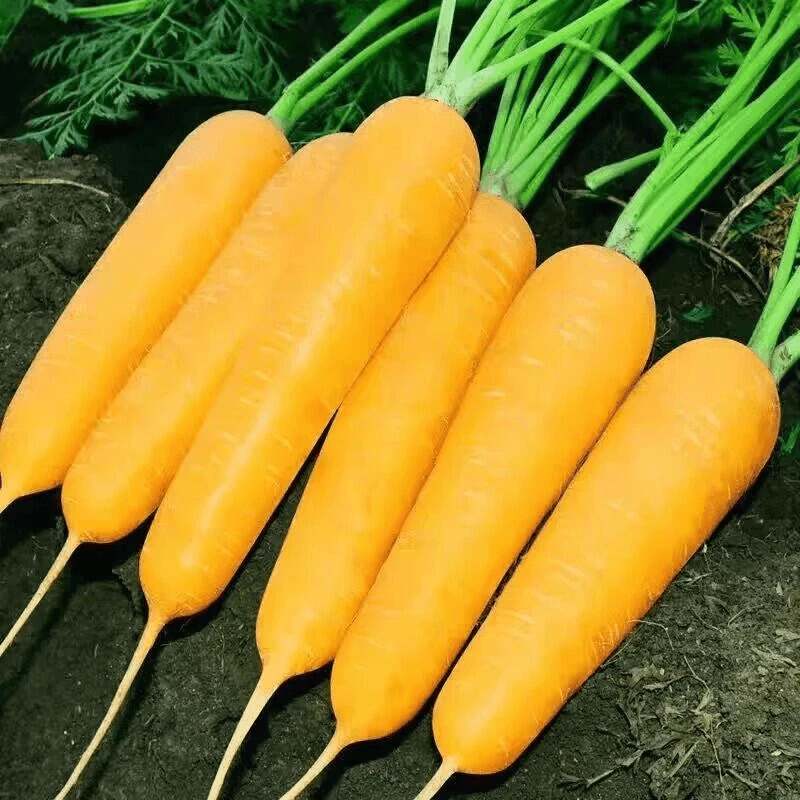 【满5元包邮】齐头黄胡萝卜特色黄参种阳台春秋种植四季蔬菜种子