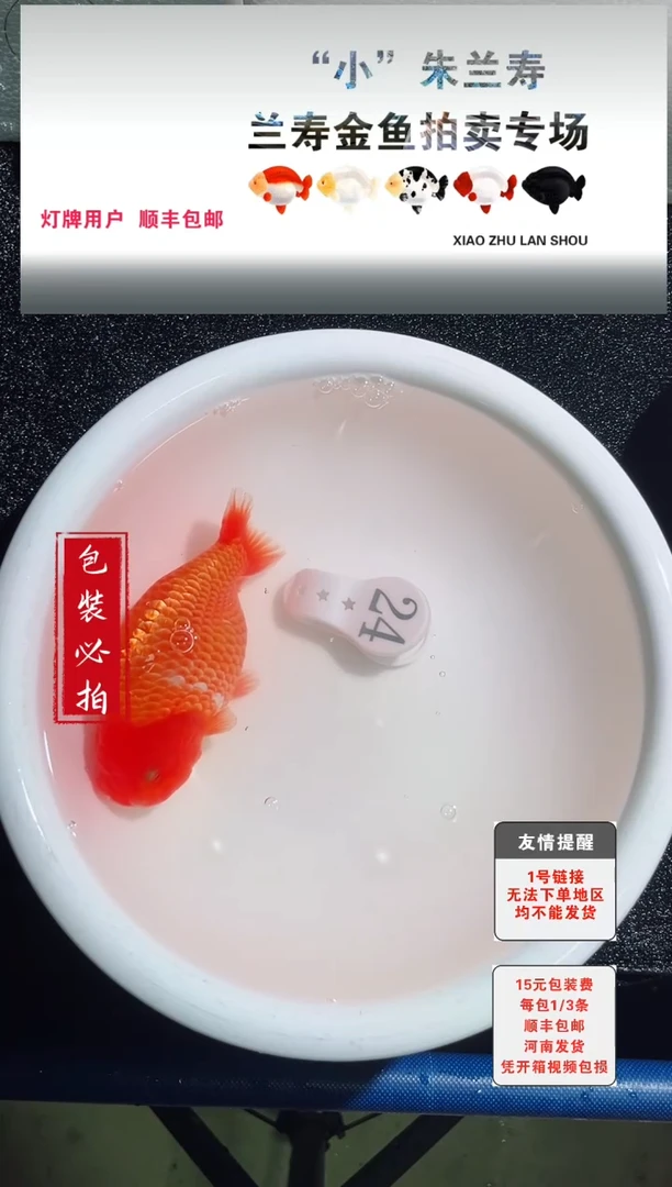金鱼金鱼金鱼没拍包装顺丰到付1~3条每包24号