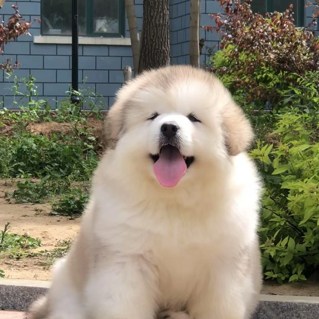 樊子精品阿拉斯加宠物狗狗高级宠物伴侣犬大型犬宠物看家护院陪伴