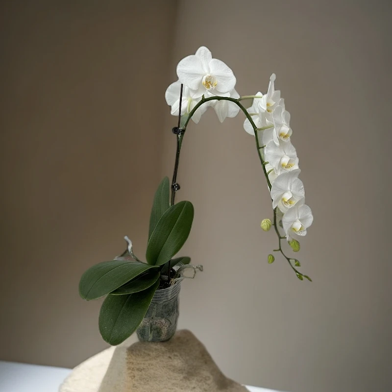 【阿玛】蝴蝶兰 好养耐养花期长 苗情优质 基地直发