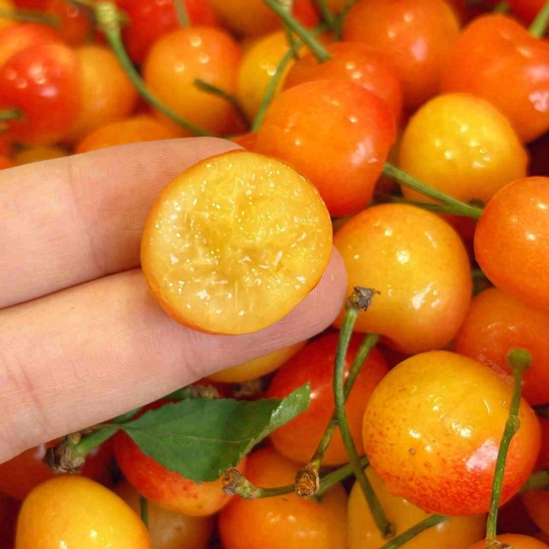 黄水晶樱桃｜软甜口Rg其他品种