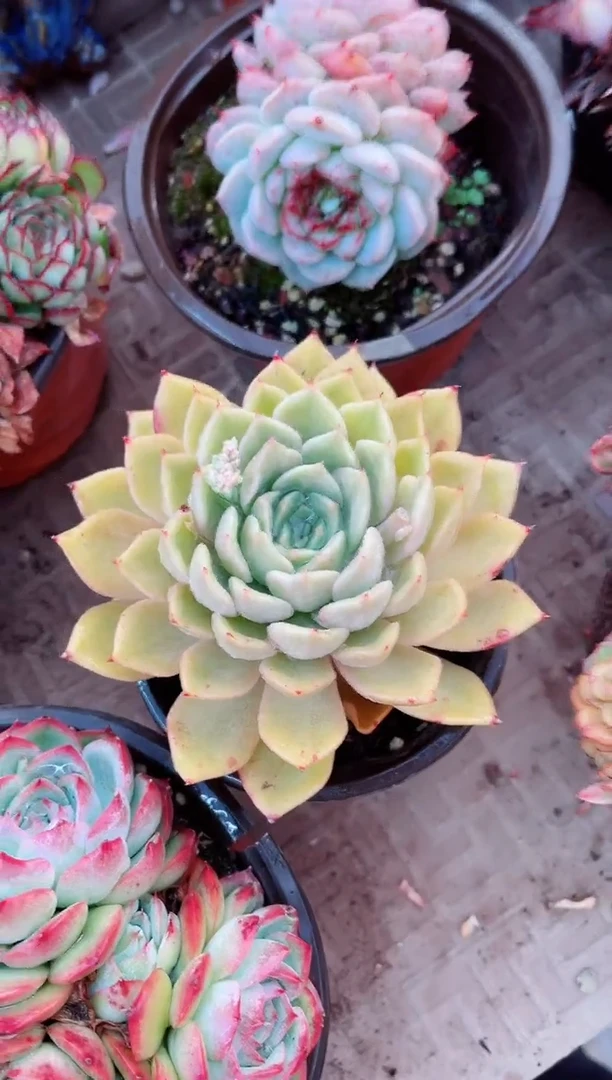 【闪购商品】14091