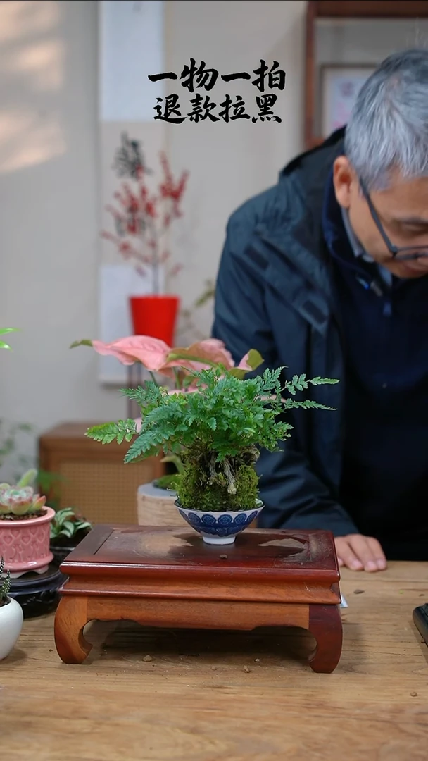 完全开放M*狼尾蕨033