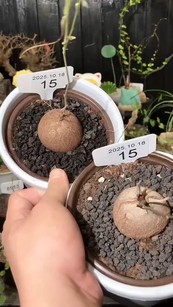 15号1018福利特价南非龟甲龙套餐