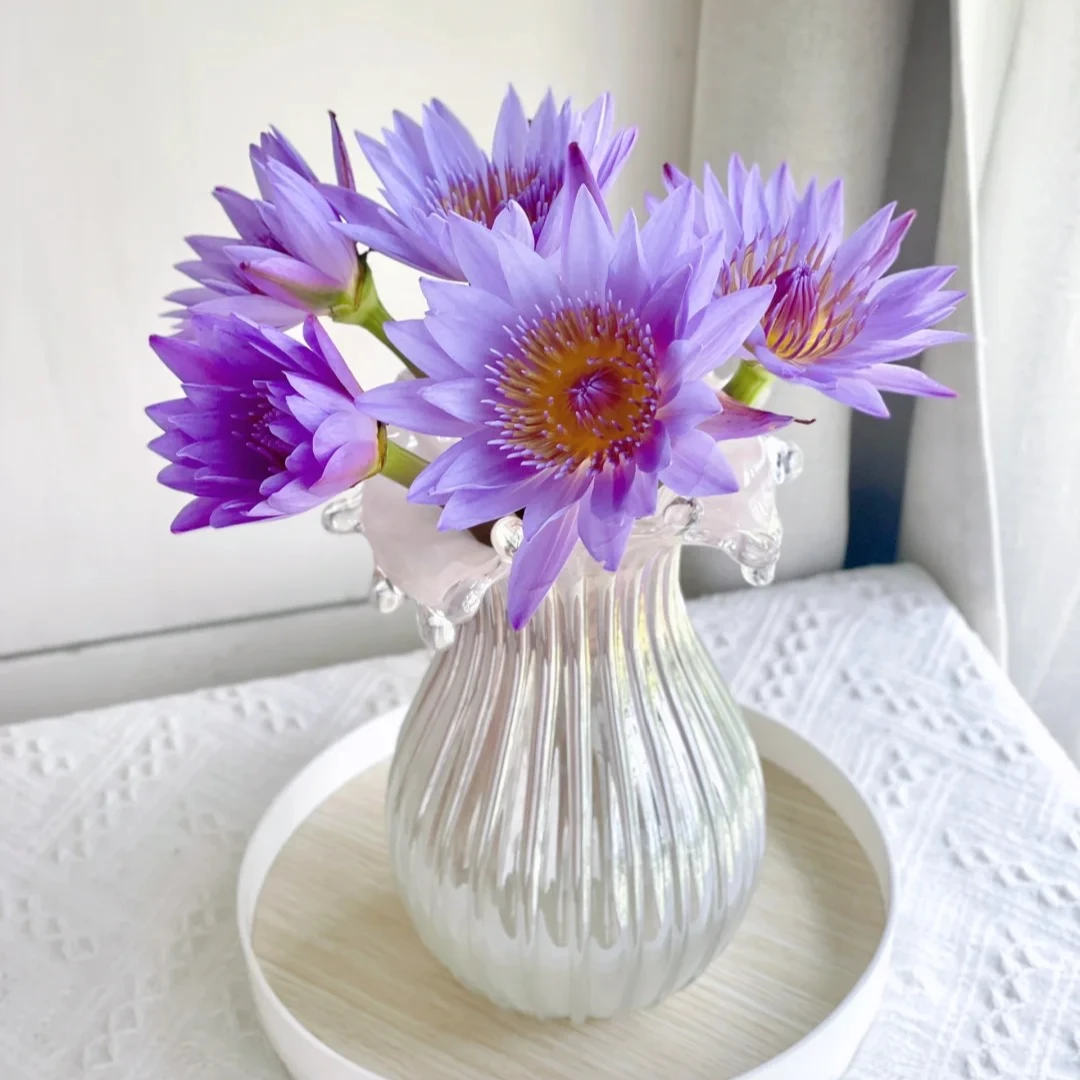 【花中公务员】睡莲鲜切花 纯真圣洁 紫色唯美 居家插花