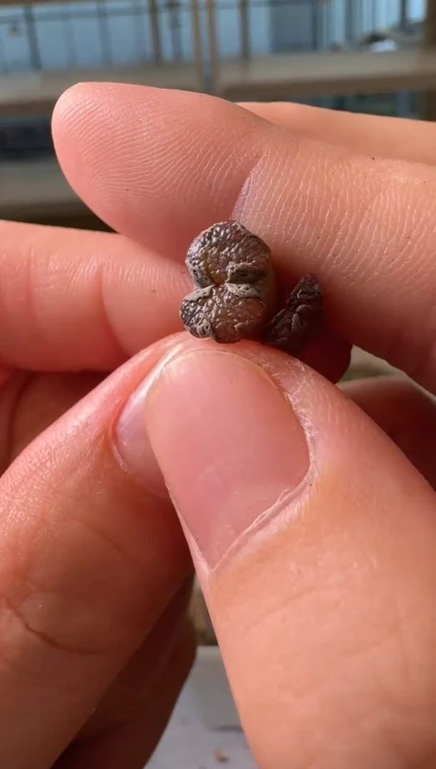 28-362多肉植物肉锥超蝶瑕疵