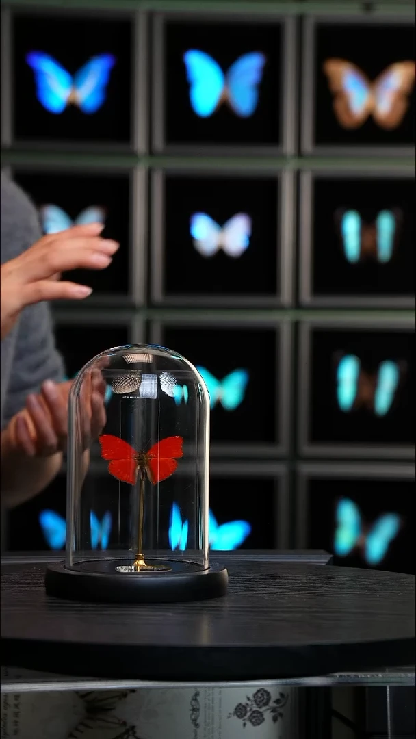 血漪蛱蝶小号玻璃罩