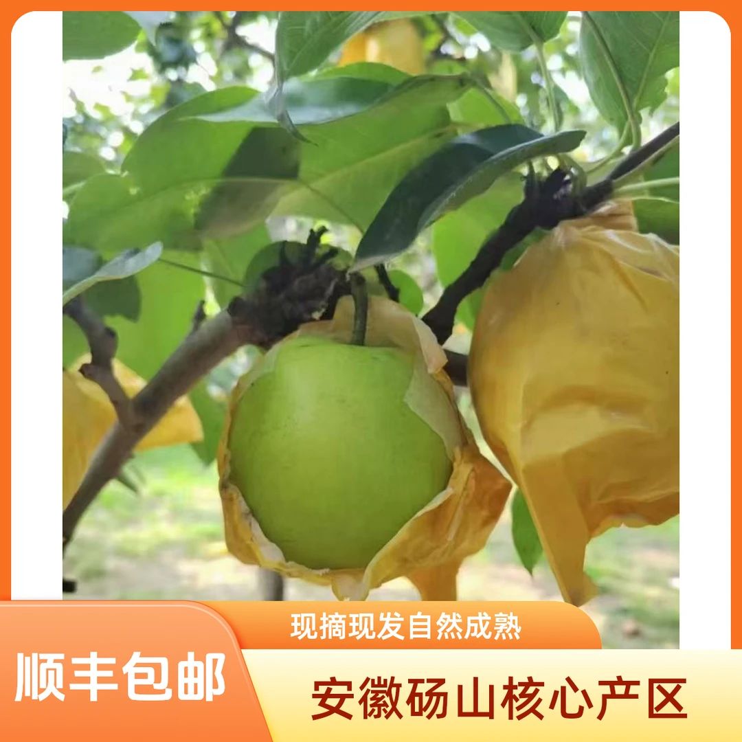 翠冠梨安徽砀山 当季早梨现摘现发 顺丰包邮脆甜多汁好口感
