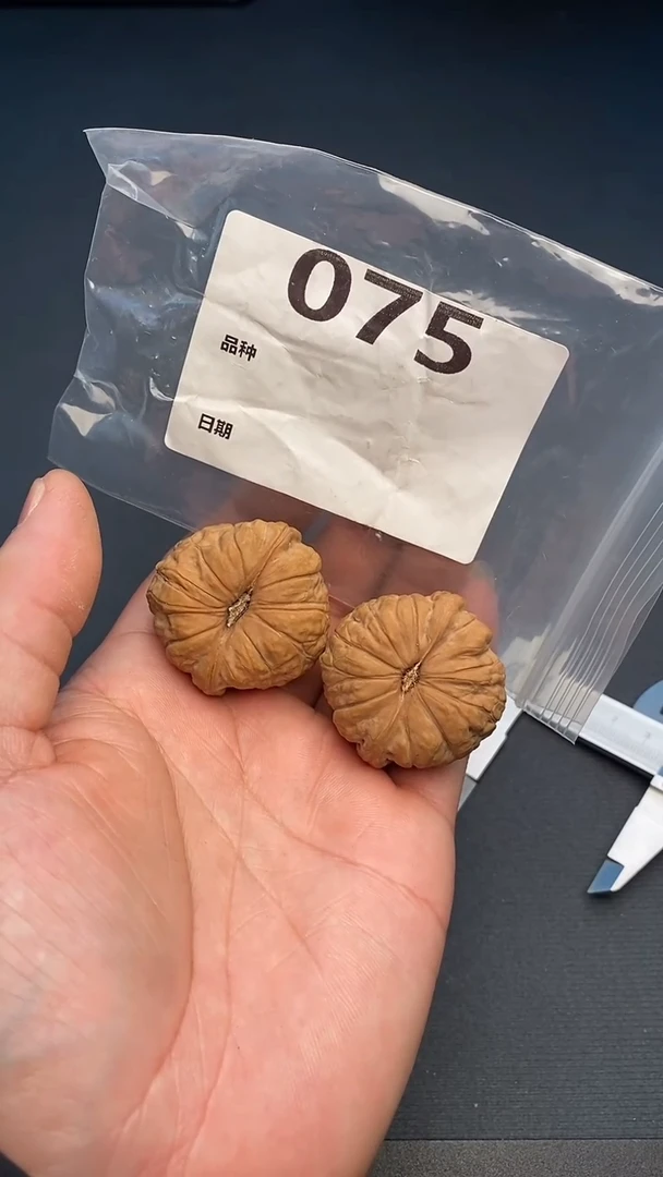 【闪购商品】文玩核桃吊坠40尺寸全品南瓜75号