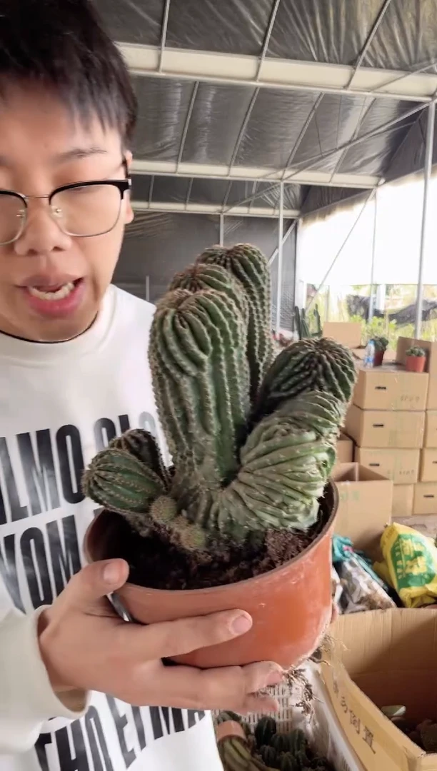 【闪购商品】一物一拍 黑金刚缀化