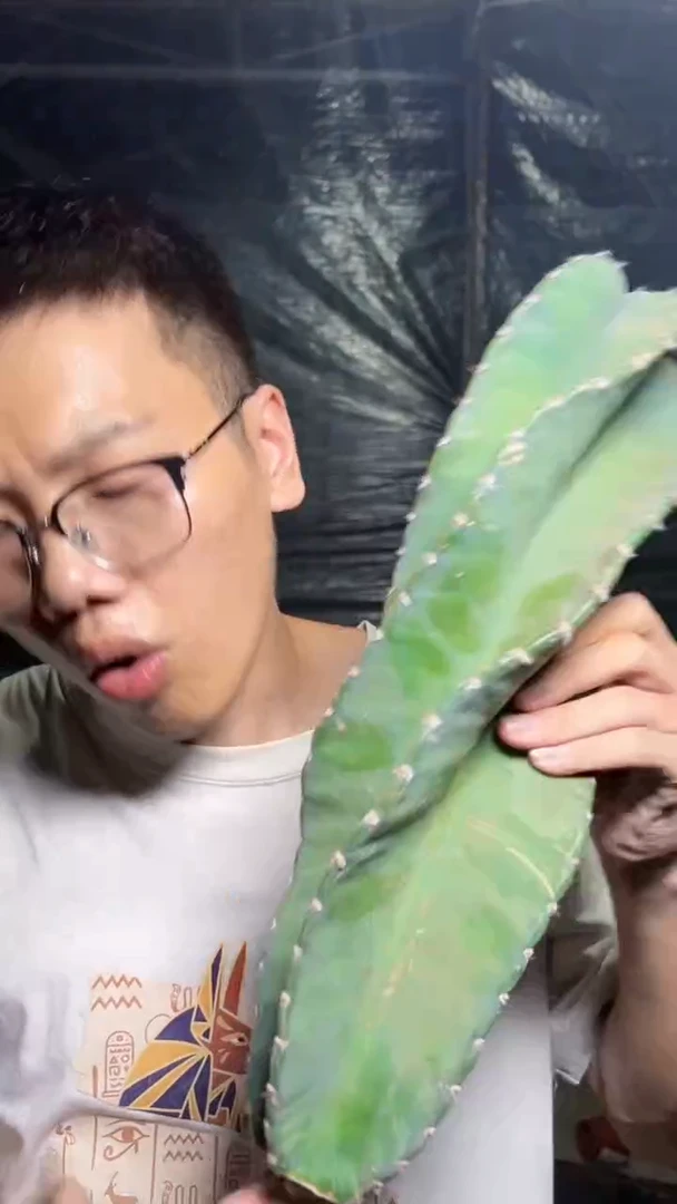 20cm+ 秘鲁苹果【无根】