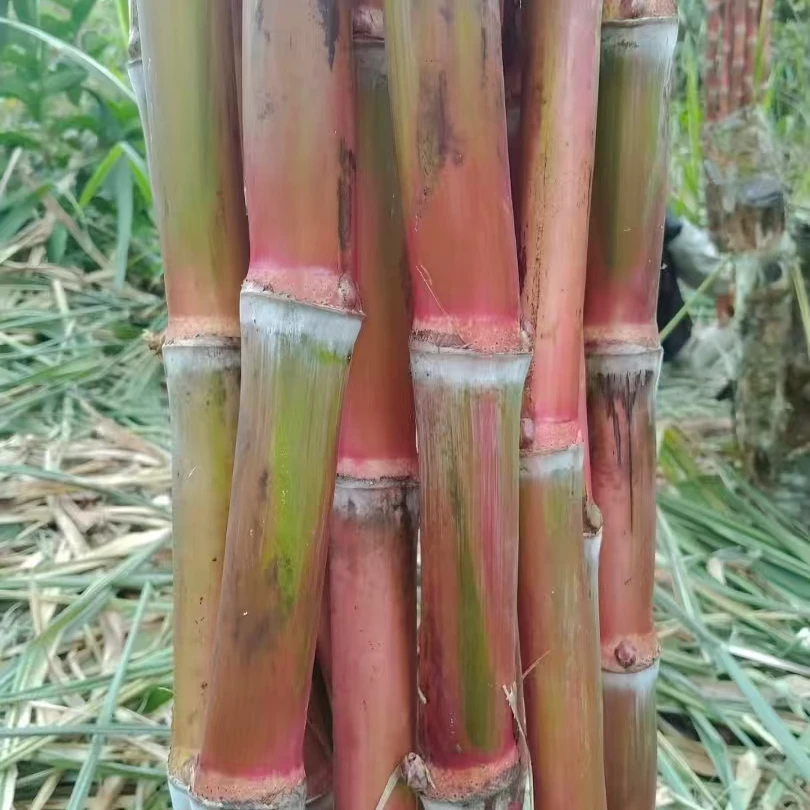 云南老品种红皮脆皮甘蔗现砍现发脆甜多汁新鲜高山食用新鲜多汁