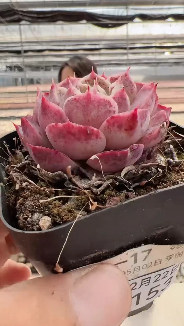 【闪购商品】新款多肉-153