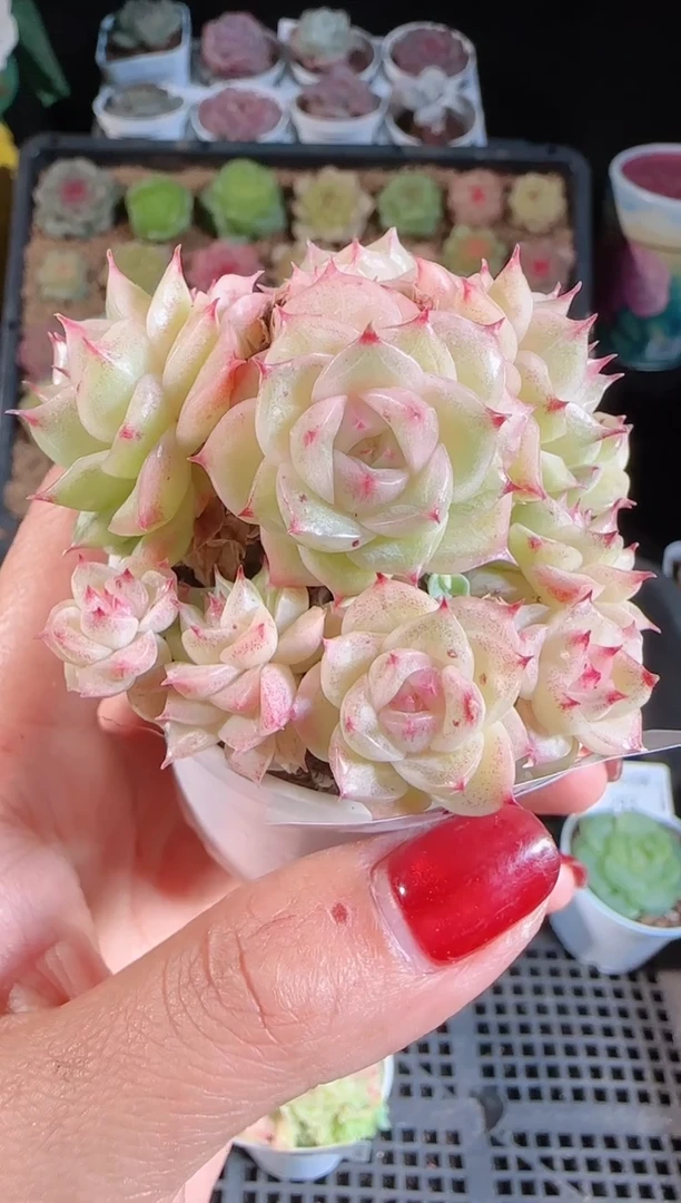 1109-296麦秆群不包整