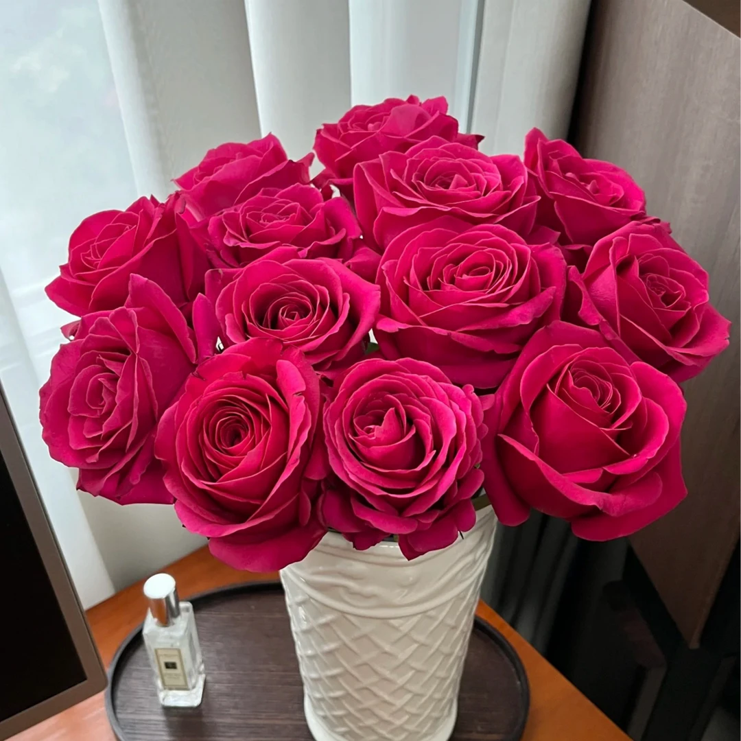 【弗洛伊德+霓虹泡泡】花期持久 产地直发 一单韵达两单顺丰