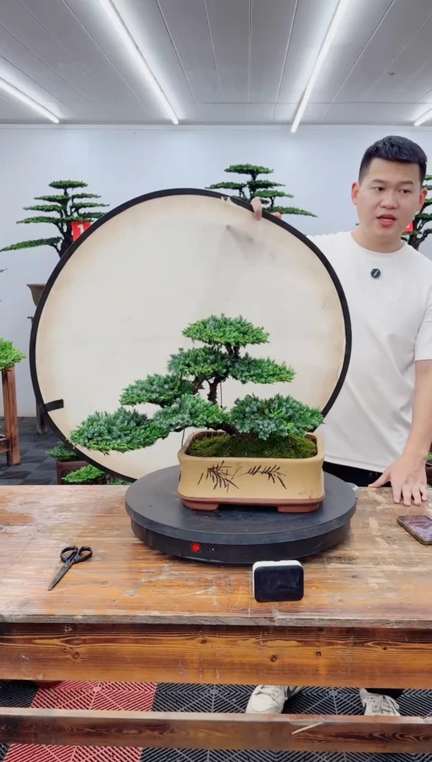 无花朵翠兰柏333333333