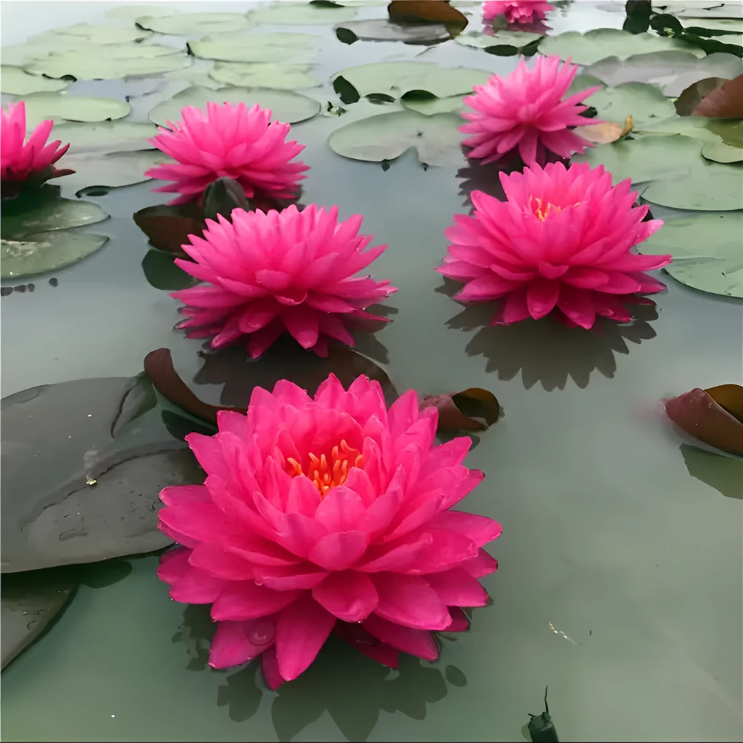 鸽子血大型重瓣耐寒睡莲花四季盆栽花卉池塘鱼缸庭院睡莲苗水培