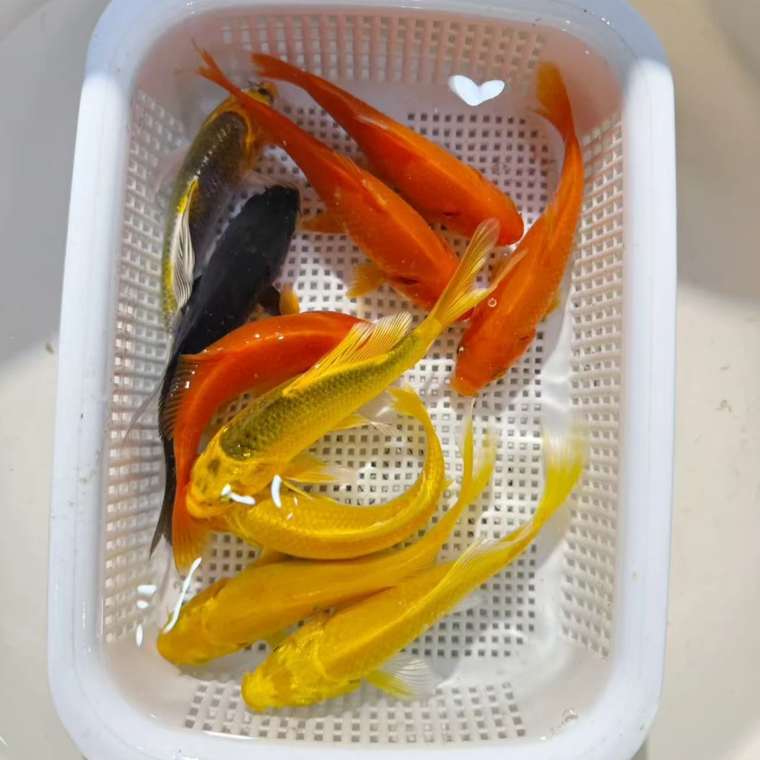 小五福【2红2黄1黑】8-10公分冷水观赏鱼锦鲤鱼红草金