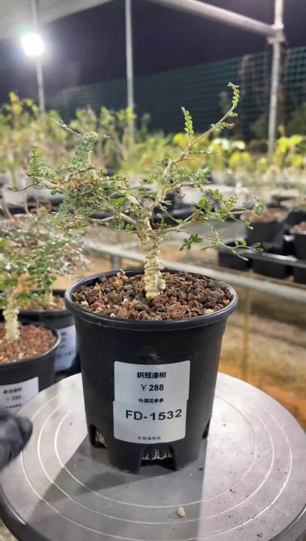 织冠漆树FD-1532