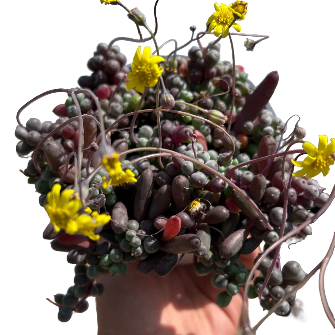 紫玄月带盆土 多肉植物室内绿植净化空气