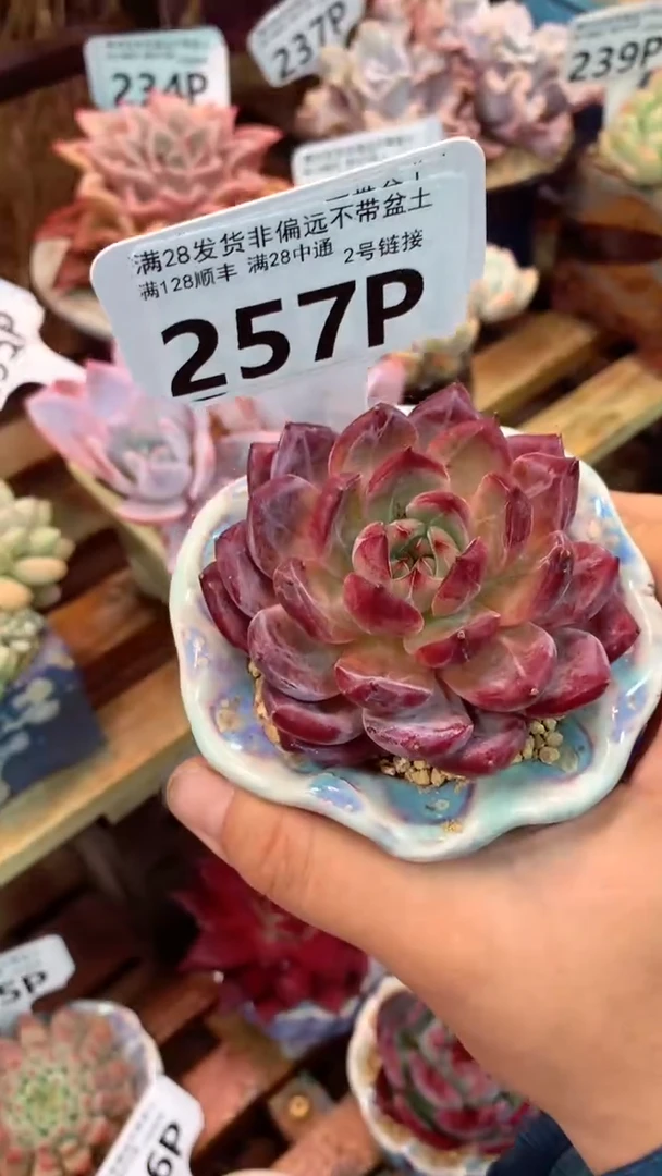 257P（一物一拍实付满28发货，默认不带盆土）