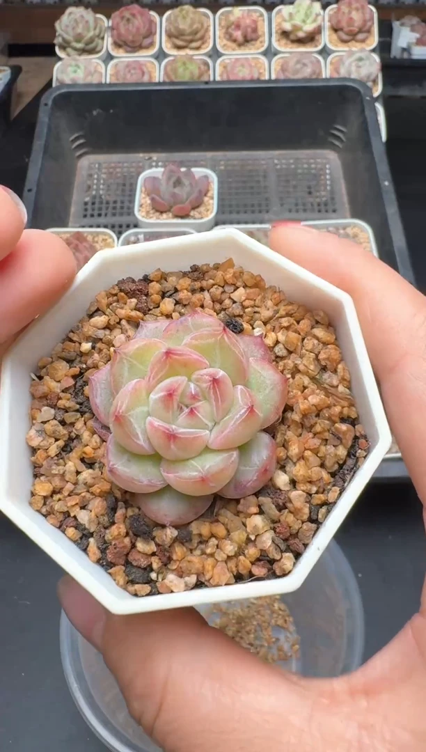 【闪购商品】380A号一物一拍多肉花卉植物拍3颗起发