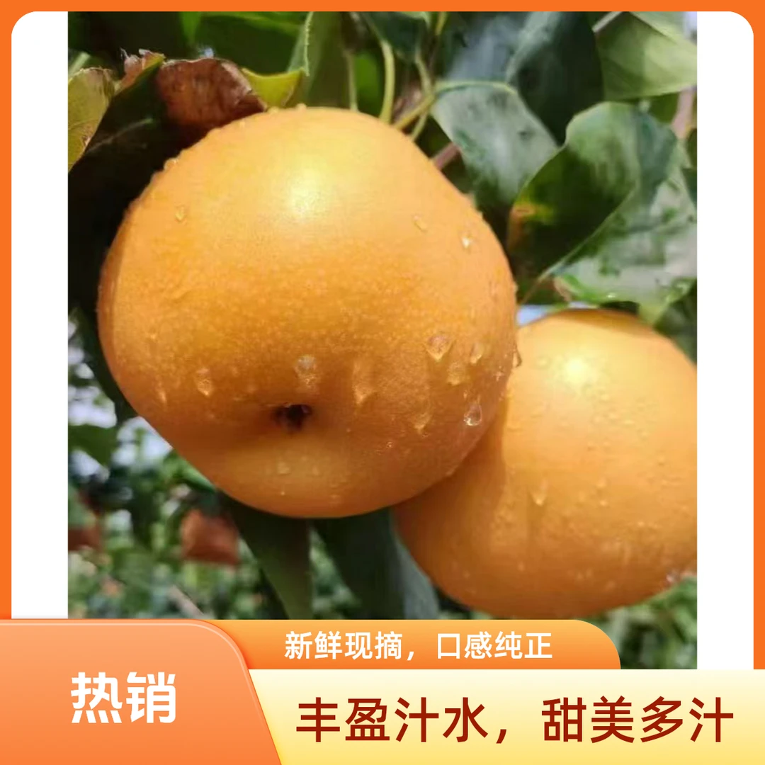 山东正宗秋月梨秋月礼新鲜现摘脆甜多汁当季水果