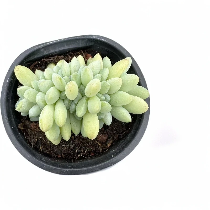 奶糖缀化（任意两单包邮）