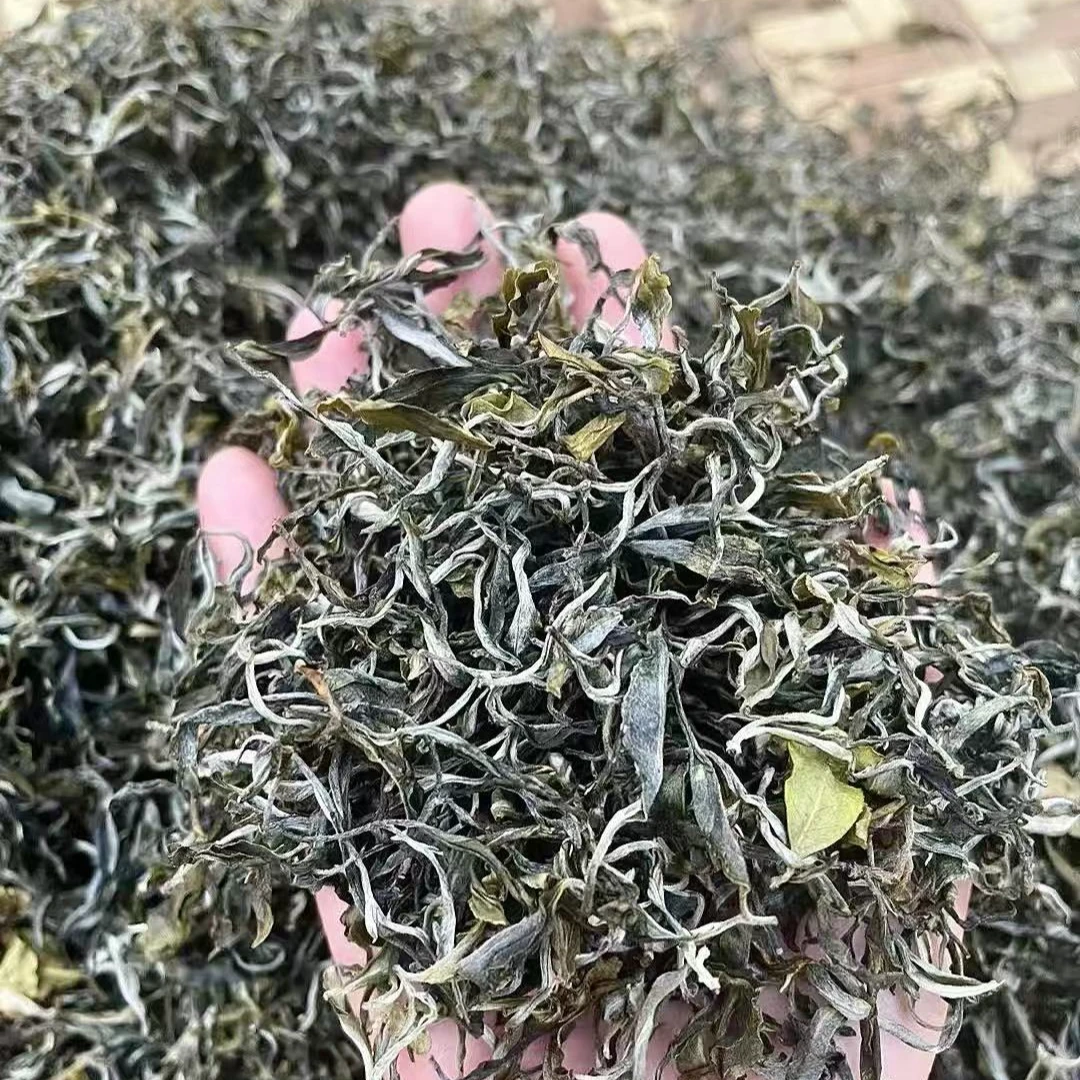 支持压饼【2024年春】猫耳朵古树散料（生茶 ）6公斤/袋