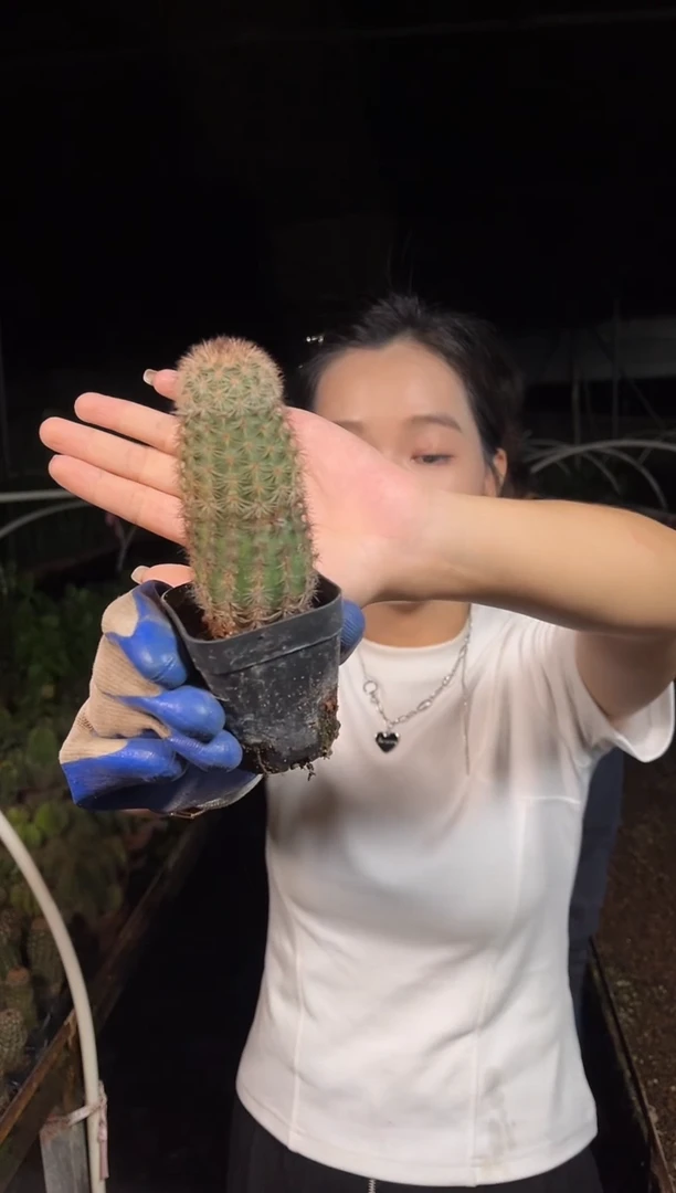 折墨虾大紫花   5