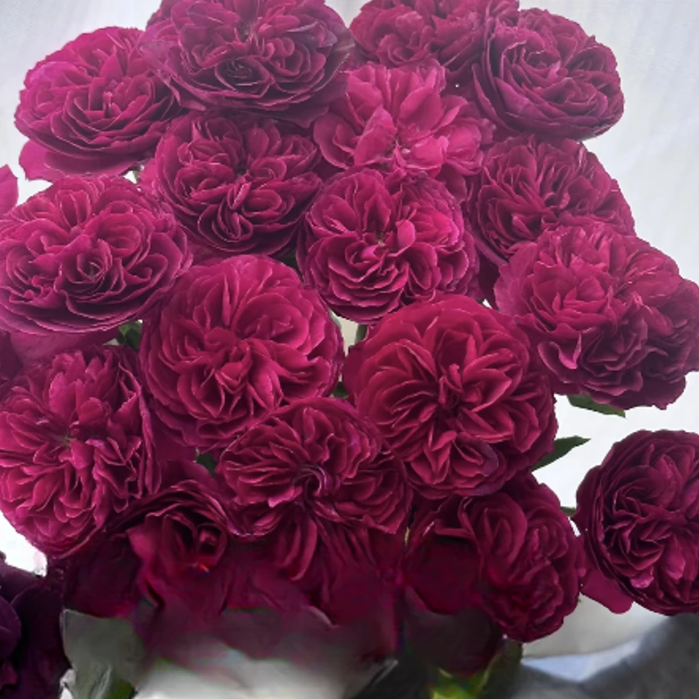 【一品花集】【圆】稀有单头玫瑰（注意：带包装醒花哦~）